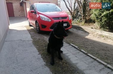 Минивэн Ford C-Max 2013 в Ровно