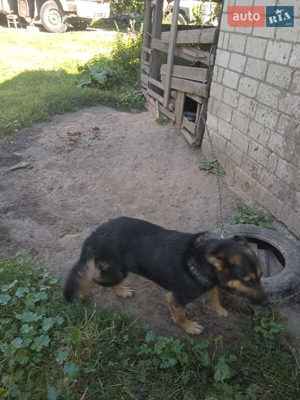 Тягач Renault Magnum 2000 в Рівному