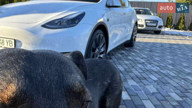 Позашляховик / Кросовер Tesla Model Y 2022 в Києві