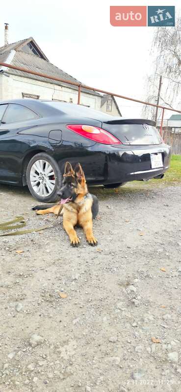 Купе Toyota Camry Solara 2005 в Днепре