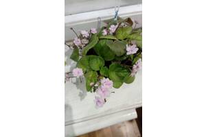 Продам фіалки кімнатні