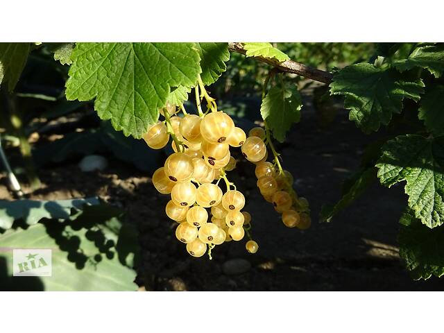 Смородина. саженцы продажа. саврань .44 сорта