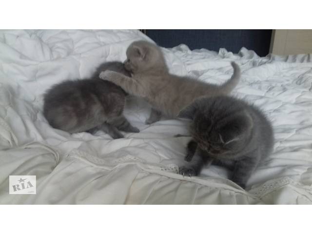 Кішки, коти, кошенята