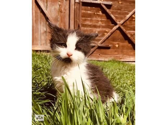 Котёнок, котята
