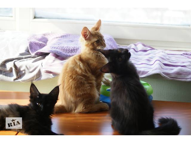 Котята мейн-кун