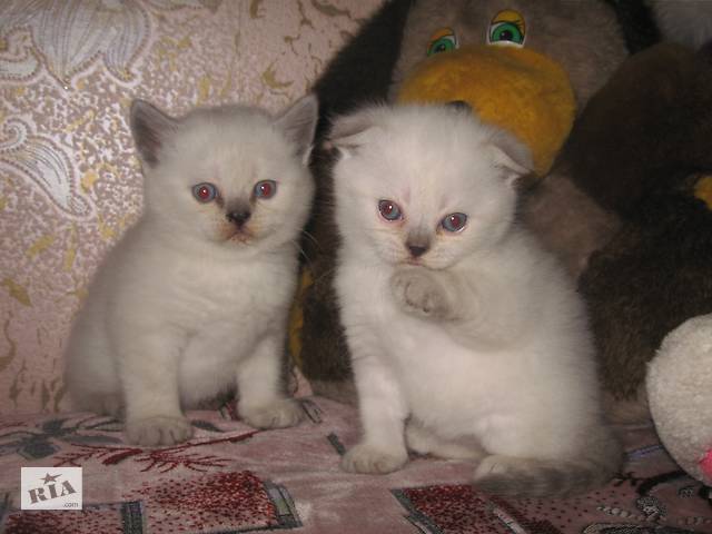Котята скоттиш фолд