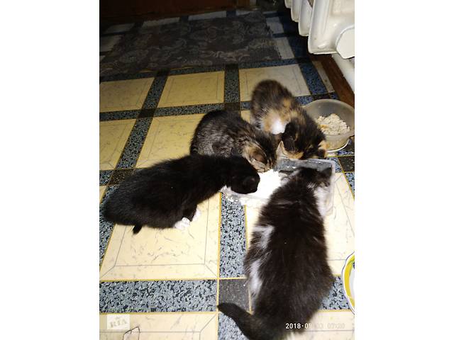 Отдам котят в хорошие руки