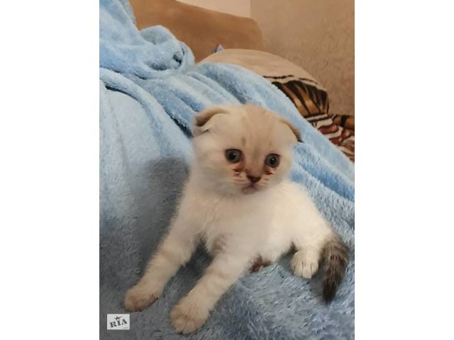 Продам вислоухого котенка