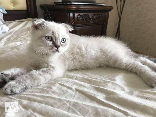 Супер котята скоттиш фолд страйт шотландские шотландцы