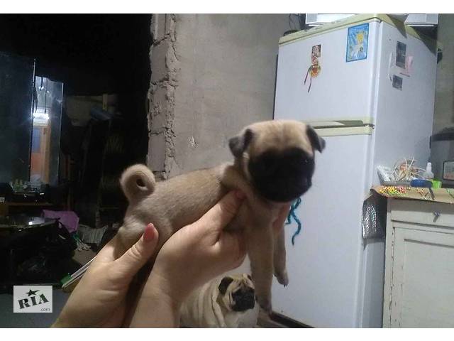 Срочно продам щенков мопса