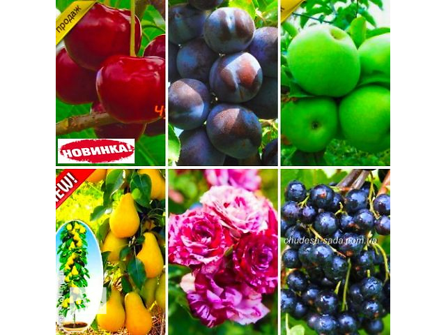 сады урала каталог. саженцы артемовский. земляника садовая эви 2. саженцы артемовский. анютины глазки питомник в перми.