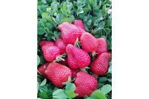 Медвежье ушко саженцы клубники. potted plants flowers sazhentsy klubnyky sort florens pozdnyy 132590556b. Медвежье ушко саженцы клубники фото. Медвежье ушко саженцы клубники-potted plants flowers sazhentsy klubnyky sort florens pozdnyy 132590556b. картинка Медвежье ушко саженцы клубники. картинка potted plants flowers sazhentsy klubnyky sort florens pozdnyy 132590556b. Различные элитные сорта голландской селекции.крупни, сладкие, транспортабельные. ранние: десна, Хоней, румба. Среднеранние: соната, флорета, Эльсанта. Поздние: мальвина, дж.