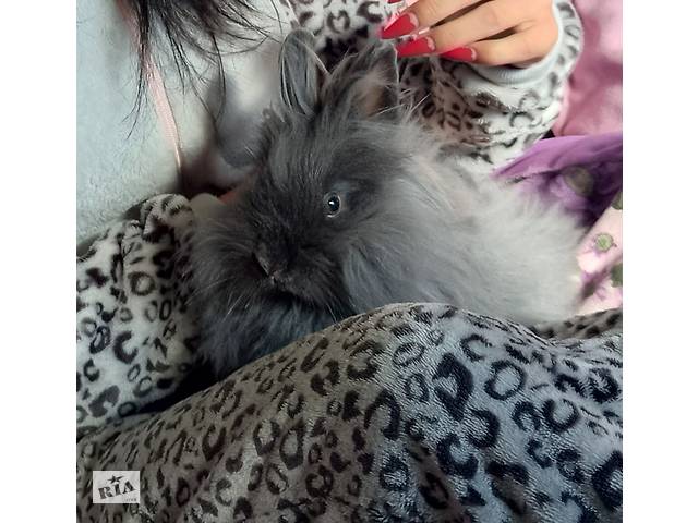 Декоративный ангорского кролик