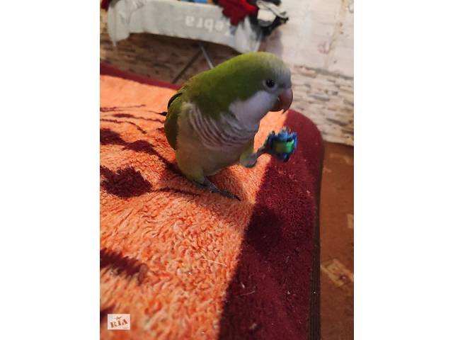 механический попугай лешенька заглючил и каждое слово