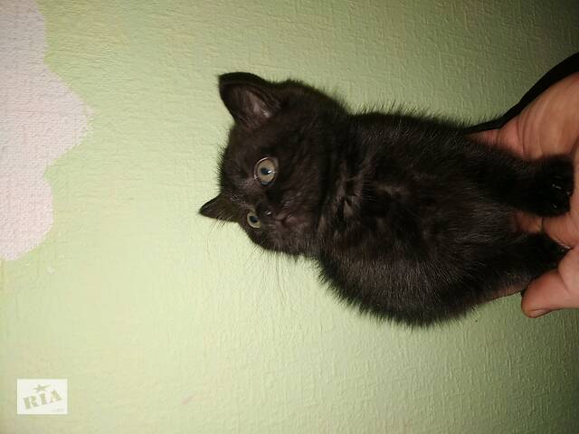 Кошки, коты, котята
