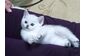 купить бу Породисті кошенята - білі пухнасті грудочки щастя . в Тернополе