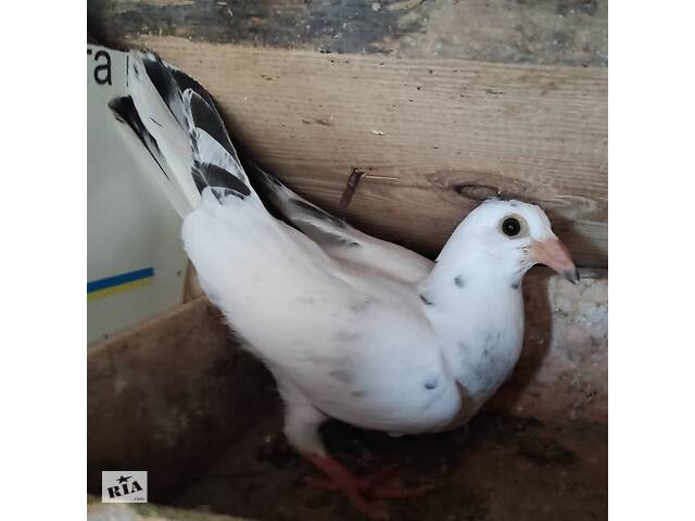  Поштові голуби молоді 21року- объявление о продаже  в Малине