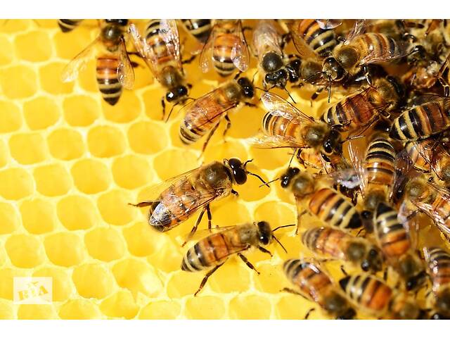 продам Продам бджолосім'ї бу в Володарке