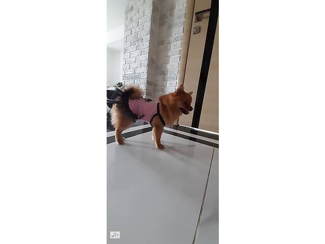 Продам девочку Шпиц