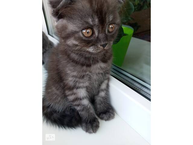 Продам котиків