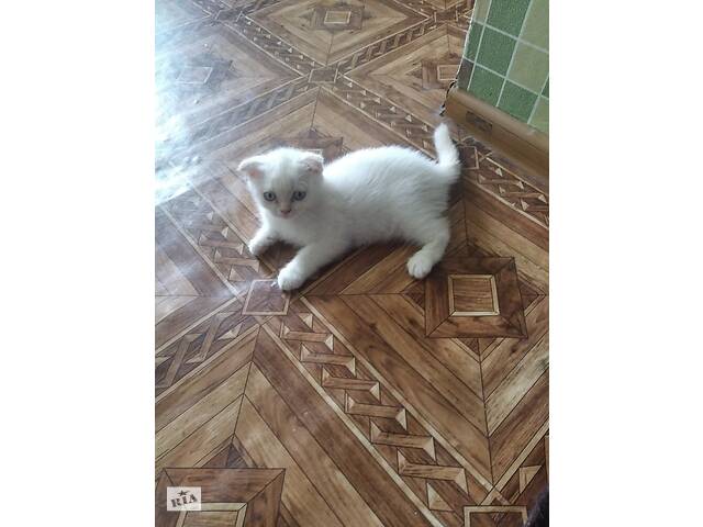 Продам котиков