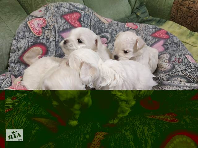 Щенки мальтийской болонки