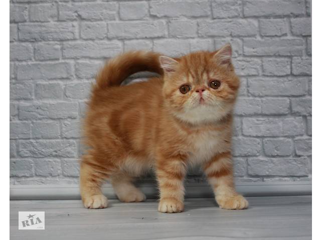 Яркая клубная дружелюбная котёнок девочка Экзотическая короткошерстная